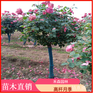 高度150厘米高杆月季