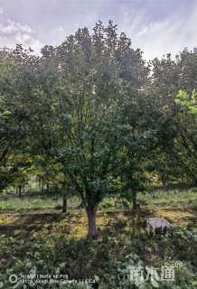 28公分北美海棠