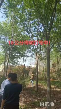 30公分银杏