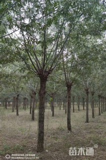15公分柳树