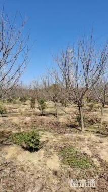 10公分日本晚樱