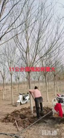 11公分国槐