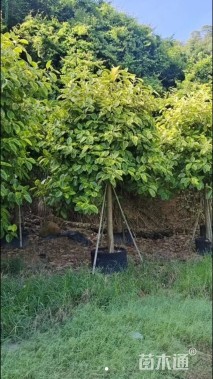 高度400厘米富贵榕