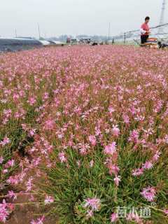 高度30厘米千鸟花