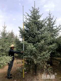 10.公分青白扦云杉