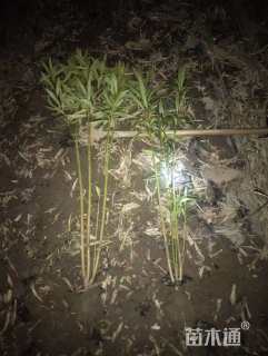 高度150厘米夹竹桃