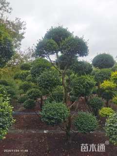 高度300厘米小叶女贞