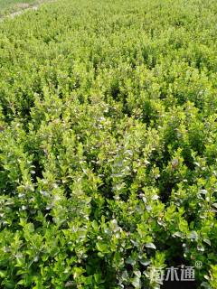 高度50厘米卫矛