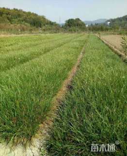 高度20厘米葱兰