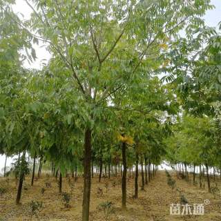 16公分无患子
