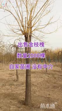 6公分高杆金枝槐