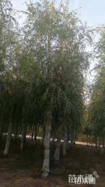 13公分金丝垂柳