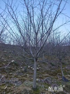 10公分染井吉野樱