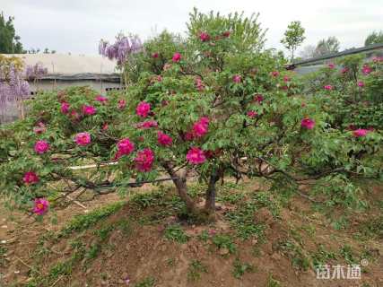 高度1500厘米牡丹