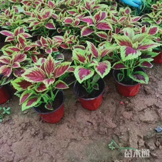 高度28厘米彩叶草