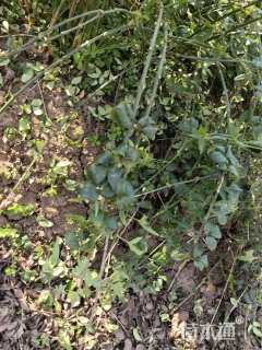 高度60厘米迎春花