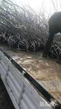 高度200厘米石榴