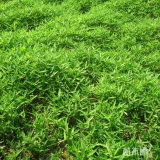 地栽苗铺地竹