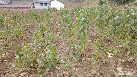 高度50厘米杜仲小苗