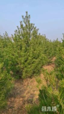 高度300厘米白皮松
