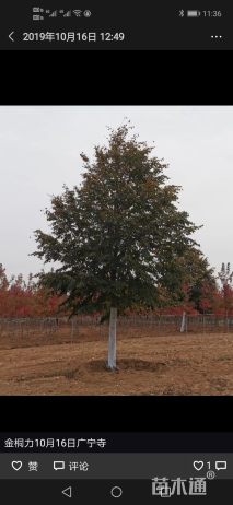 18公分欧洲小叶椴