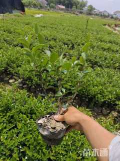 冠幅20厘米茶梅球