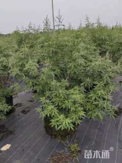 高度1.5厘米穗花牡荆