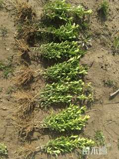 高度20厘米高山黄杨