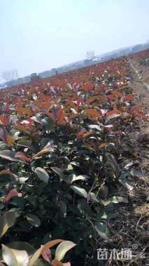 高度10厘米金边麦冬