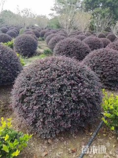 冠幅150厘米红花继木球