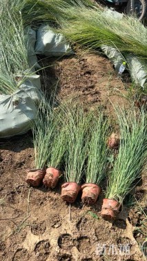 高度60厘米细叶芒