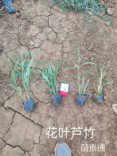 高度50厘米花叶芦竹