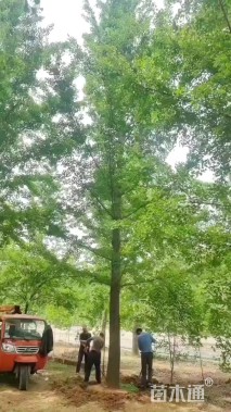10公分银杏
