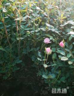 高度30厘米月季