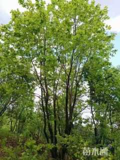 高度900厘米丛生蒙古栎