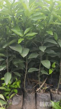 高度30厘米爱媛38号苗