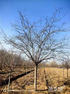 25公分染井吉野樱