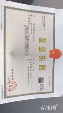 移栽苗银姬小蜡球