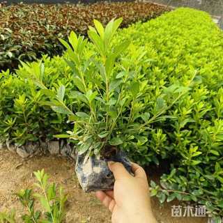 高度20厘米金边假连翘