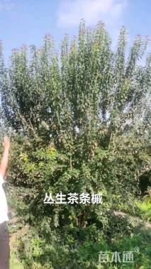 高度450厘米丛生茶条槭