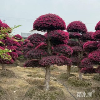 12公分造型红花继木桩
