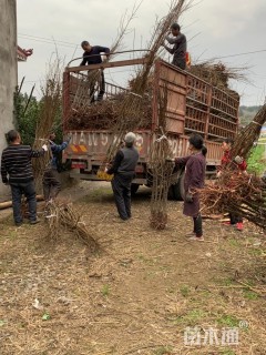高度80厘米蜂糖李