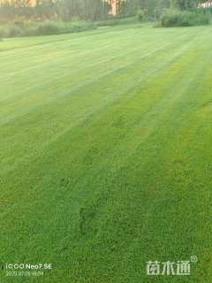 草卷状百慕大草