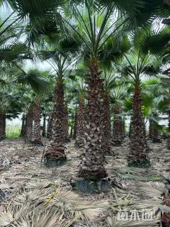 裸干高200厘米华盛顿棕榈