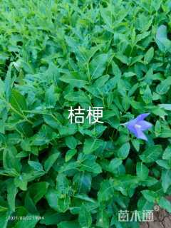 高度20厘米桔梗