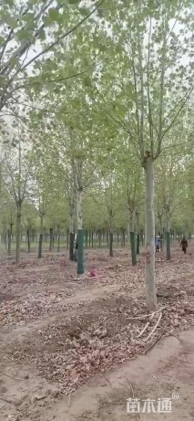 18公分法桐