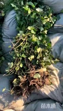 100厘米常春藤