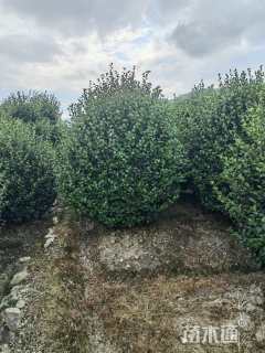 冠幅150厘米茶梅球