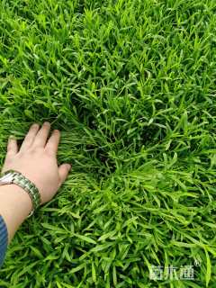 高度15厘米五彩石竹