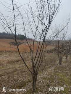 25公分(5杆)丛生朴树